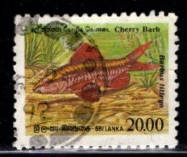 Sri Lanka #980 Cherry Barb Fish - Used
