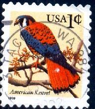 Bird, American Kestrel, USA stamp SC#3031 used