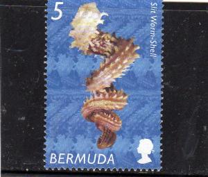 Bermuda Sea Shells used