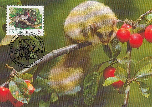 Latvia 1994 Maxicard Sc #381 5s Edible dormouse WWF