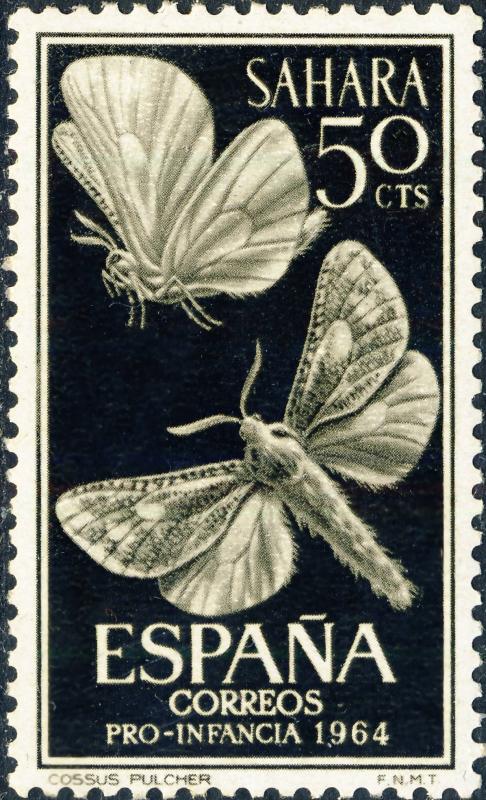 SPANISH SAHARA 1964 Mi.257 50c Moth (Cossus Pulcher / Wiltshirocossus Aries) MH*