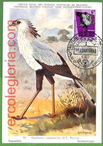 32859 - CONGO - MAXIMUM CARD - 1963 - FAUNA, BIRDS-