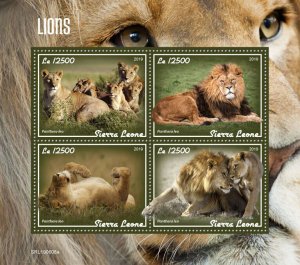 Sierra Leone 2019 MNH Wild Animals Stamps Lions Big Cats 4v M/S