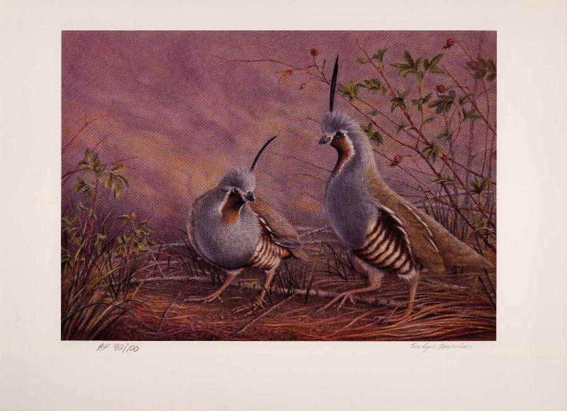 IDAHO #9 1995 STATE UPLAND GAME STAMP PRINT MOUNTAIN QUAIL By Evelyn Fournier