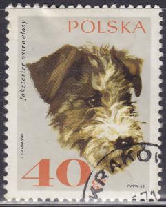 Poland 1637 Rough-Haired Fox Terrier 40GR 1969