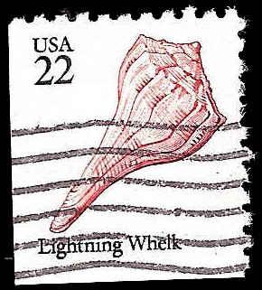 # 2121 USED LIGHTNING WHELK