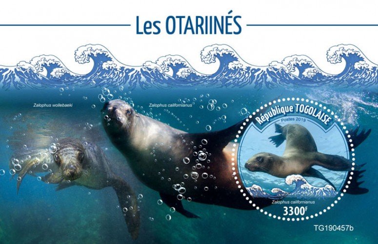 Togo Stamps 2019 .- Sea lions (Zalophus californianus). Blok. Imperf.