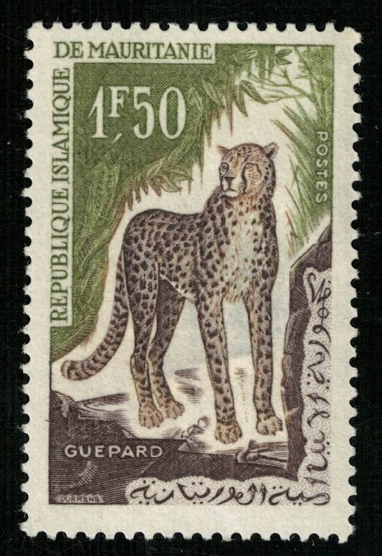 Animal, 1.5F, Cat (T-5368)