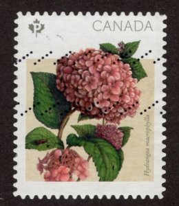 2899i Hydrangeas 2016