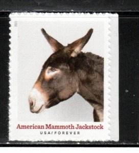 5587 * AMERICAN MAMMOTH JACKSTOCK *   U.S. Postage Stamp MNH