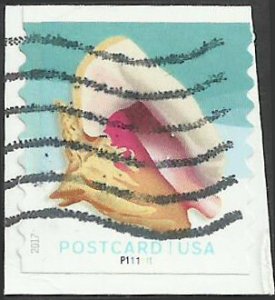 P.N.C. P111111 # 5169 Used Queen Conch Shell