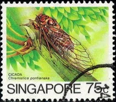 Insect Cicada, Chremistica Pontianaka, Singapore SC#460 used