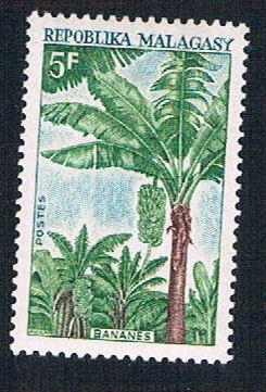 Madagascar 427 MLH Banna Tree (BP14023)