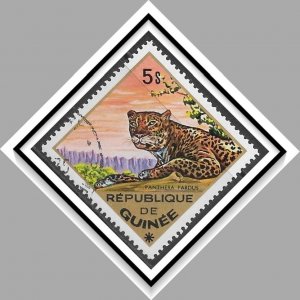 Guinea #689 Leopard CTO NH