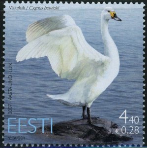 Estonia #566 Bewick's Swan Birds 4.40K Postage Stamp 2007 Europe Eesti MNH