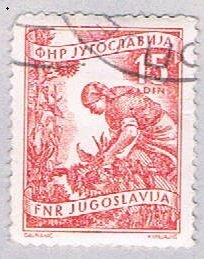 Yugoslavia 384 Used Gathering sun flowers 1953 (BP28228)