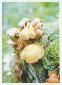 Postal stationery Belarus 1999 Mushroom