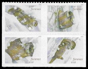 PCBstamps  US #5648/5651a Bk Block $2.32(4x{58c})Otters in Snow, MNH, (4)