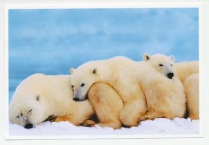 Postal stationery China 2006 Polar bear