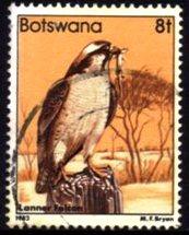 Botswana - 1982 Birds 8t Falcon Used SG 522