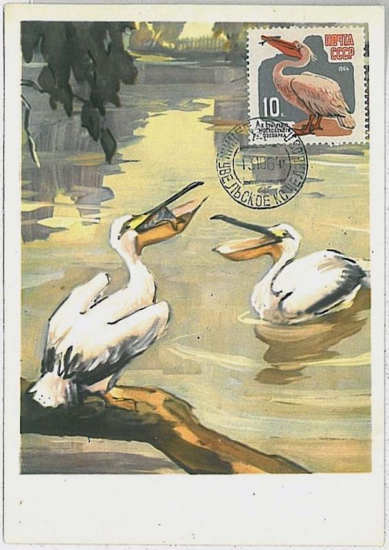 MAXIMU CARD - Fauna animals BIRDS : RUSSIA USSR 1964 - PELICAN