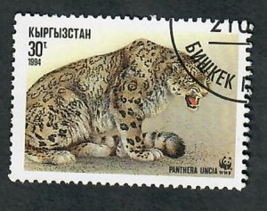 Kyrgyzstan #31 Leopard used single