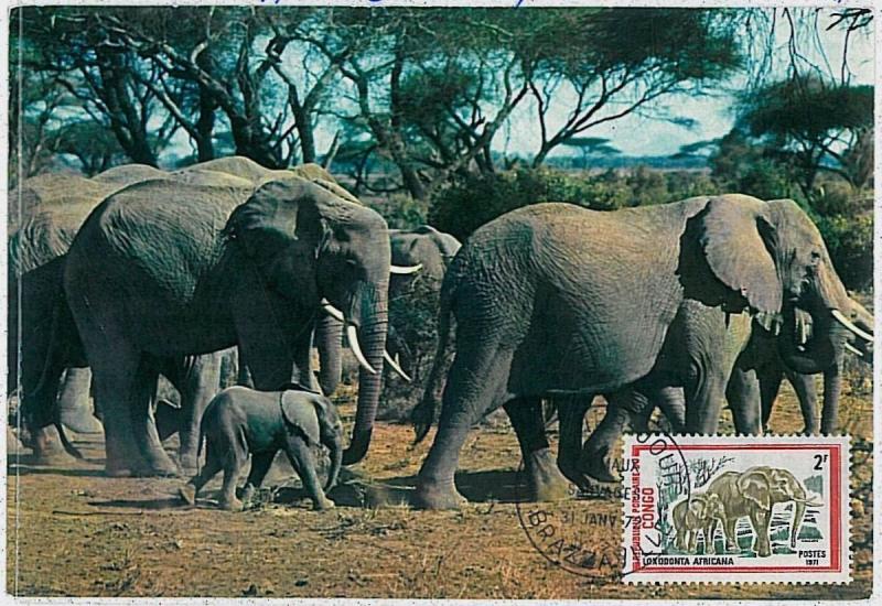 32151  MAXIMUM CARD - POSTAL HISTORY, FDC- Congo: Elephants, Wild Animals,  1972
