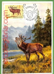 32229 - Hungary - MAXIMUM CARD - 1964 - ANIMALS Hunting DEER-