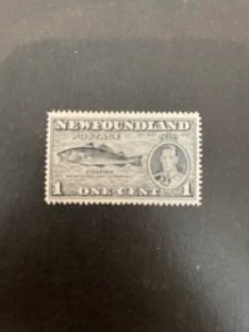 Newfoundland sc 233 MNH