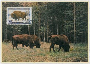 32219 - Russia USSR - POSTAL HISTORY - MAXIMUM CARD - 1960: Buffalos, Wild Animals-