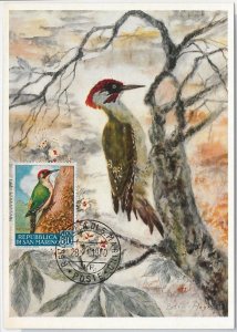 52669 - SAN MARINO - MAXIMUM CARD - ANIMALS Birds WOODPECKER 1960-