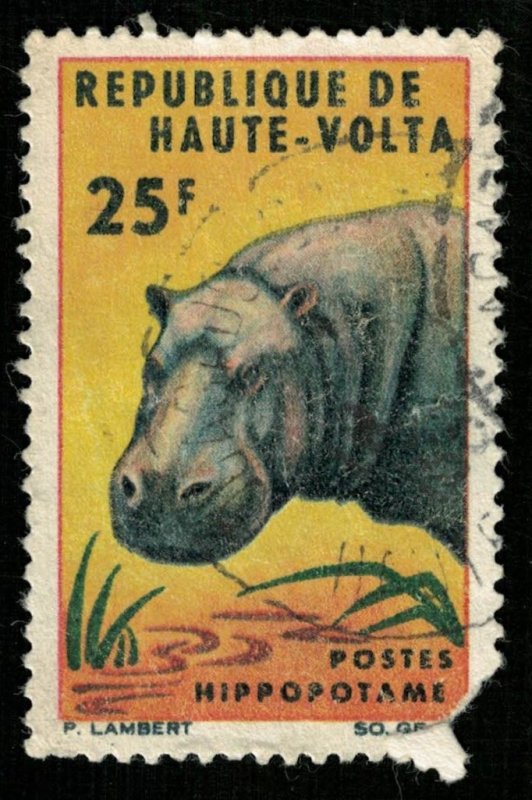 Animal, 25F (T-4983)