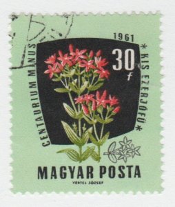 1419 Centaury flower