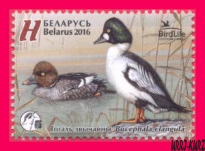 BELARUS 2016 Nature Fauna Birds Bird of the Year Common Goldeneye Duck 1v Sc979