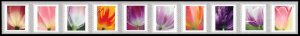 US 5777-5786 5786a Tulip Blossoms forever coil strip (10 stamps) MNH 2023 Apr 10 