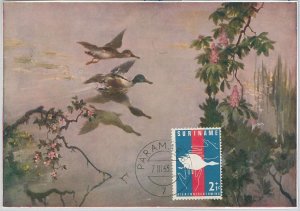 63928 -  SURINAME - POSTAL HISTORY: MAXIMUM CARD 1969 - BIRDS Ducks