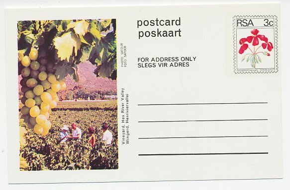 Postal stationery South Africa 1973 Wine - Vineyard