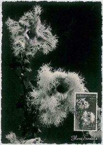 32429 - SOMALIA - MAXIMUM CARD: nature FLOWERS 1955 # 7-