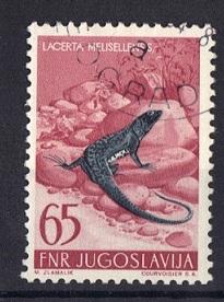 Yugoslavia  1954  used animals   65d  lizard   #