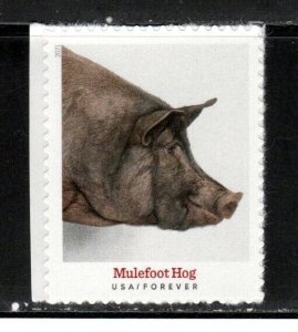 5583 * MALEFOOT HOG *   U.S. Postage Stamp MNH