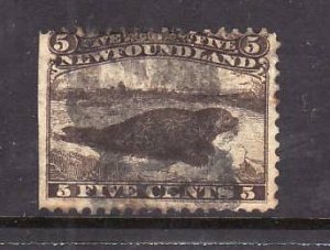 Newfoundland-Sc#25-used 5c brown Harp Seal-left side straight edge -1865-75-Nfw1