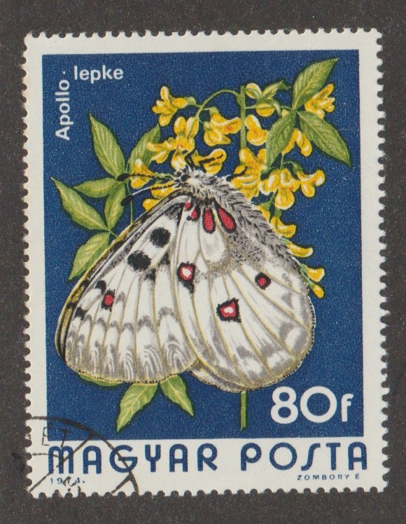 2315 Butterfly