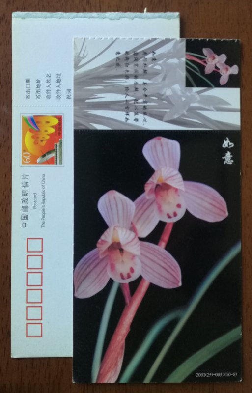 Ruyi pink lotus type fringe lotus petal Cymbidium orchid,CN01 baoshan orchid PSC