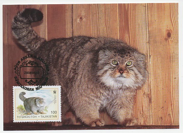 Maximum card Tajikistan 1986 Wildcat - WWF