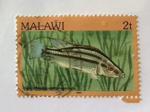 Malawi 1984  Scott 428  used - 2t,  Aquarium species, fish