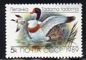 Russia 5783 - Mint-NH - Common Shelduck