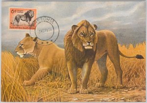 52638 - SOUTH AFRICA - MAXIMUM CARD - ANIMALS LION LIONS 1956-