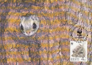 Estonia 1994 Maxicard Sc #273 4k European Flying squirrel WWF