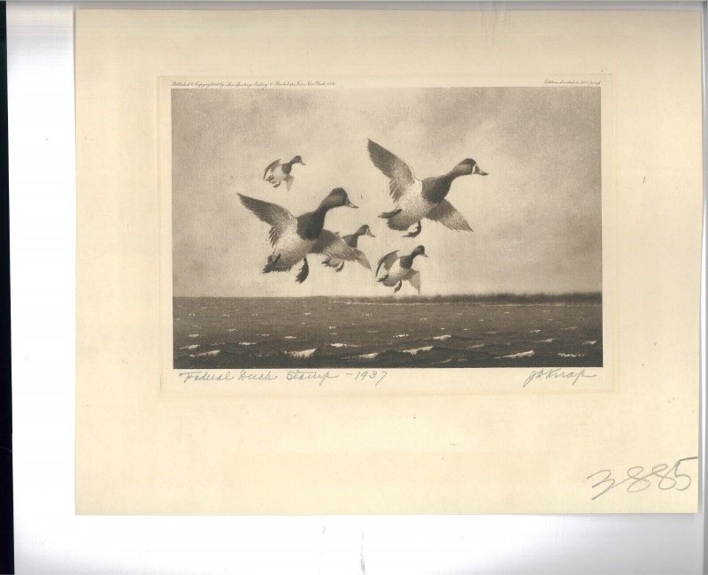 RW4 1937 FEDERAL DUCK STAMP PRINT SCAUP by Knap 1st ed $3000+
