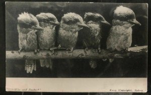 1909 New South Wales Australia RPPC Postcard Cover Who Said Snakes